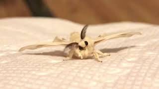 Adorable fuzzy silk moth [upl. by Airan]