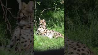 Serval at Howletts serval howletts animals wildlife cats zoo daysout shorts [upl. by Ellenaj]