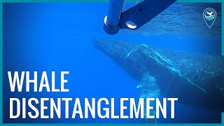 Earth Is Blue Whale Disentanglement [upl. by Ciccia]