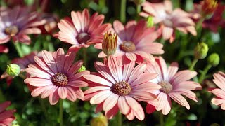 The Garden Gurus  Osteospermums amp Impatients [upl. by Fidelis77]