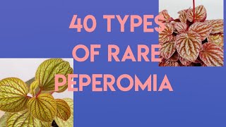 Types of PeperomiaRare varieties of Peperomias [upl. by Ayocat]