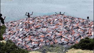 LOT OF LIVE RUPCHANDAPACU FISH CATCHING AT LAKE [upl. by Aleahc624]