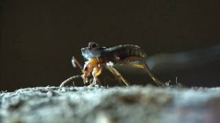 Bombardier beetle  filmed 2009 [upl. by Lila]