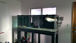 Albino Silver Arowana in Daylight [upl. by Blodgett997]