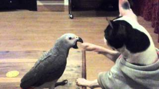 Boston terrier gets bitten by african grey [upl. by Ertnom754]