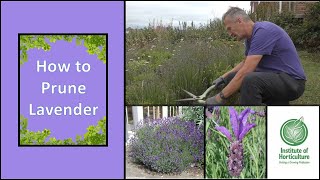 How to prune Lavender [upl. by Ahmad143]