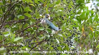 Jambu Fruit Dove Immature Male  Chiu S C DSCN5700 [upl. by Leffert]