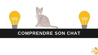 Jai un problème avec mon chat  Je regarde cette vidéo 😉 [upl. by Zedecrem]