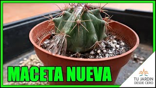 Trasplante de nuestro PRIMER Ferocactus germinado desde semilla Trasplantar sin modificar cepellón [upl. by Harrison131]