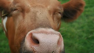 COW VIDEO FOR RELAXATION RELAXING NATURE  Cow Video [upl. by Mab347]