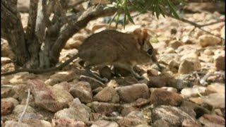 Longlost Somali elephant shrew found in Horn of Africa  AFP [upl. by Eirlav]