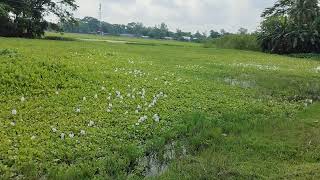 কচুরিপানাwater hyacinthsEichhorniaPontederia nature beautiful beauty amazing flowers water [upl. by Hunger]