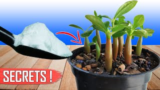 3 GARDENING SECRETS TO GROWING ADENIUM FROM SEEDS  HOW TO GROW ADENIUM [upl. by Esinereb]