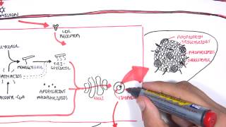 Physiology of Lipoproteins Cholesterol [upl. by Easlehc]