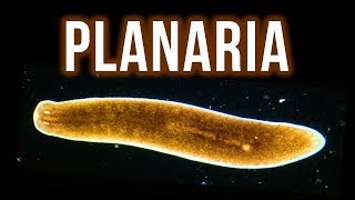 How to Get Rid of Planaria – 4 Proven Methods [upl. by Cioban]