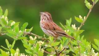 Song Sparrow Singing [upl. by Quinlan]