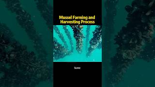 Mussel Farming and Harvesting Process knowledge shortvideo [upl. by Nnaeirelav193]