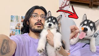 Don’t Buy A Husky Dog 🚨Bath Day 🛀 Dog can talk 286  Husky puppy  Rottweiler  Reviews reloaded [upl. by Litha448]