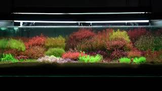 Dutch Style Aquatic Plants Aquarium [upl. by Phyllys]