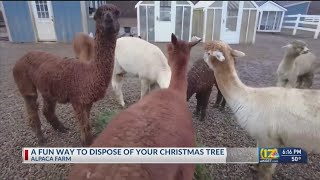 Alpaca Farm offers an alternate way to dispose of a Christmas tree [upl. by Harness782]