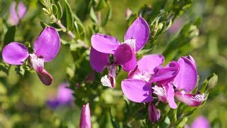 MyrtenKreuzblume Polygala myrtifolia [upl. by Dhaf]