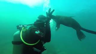 scuba diving with sea lions [upl. by Oyam]