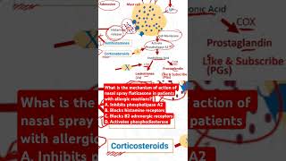 Mechanism of action of nasal spray fluticasone in patients with allergic reactions [upl. by Airyk]