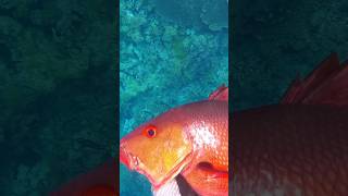 spearfishing red snapper kakap merah fishing spearfishingindonesia fish [upl. by Orabla]