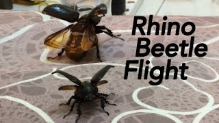 Flying Rhino Beetle with Man of Steel OST Flight [upl. by Dawson]