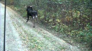 moose running in northern ontario [upl. by Neo]