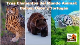 Tres Elementos del Mundo Animal Búhos Osos y Tortugas [upl. by Valene909]