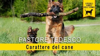 Pastore Tedesco  Carattere del cane e anticipazione delladdestramento [upl. by Ecinue]