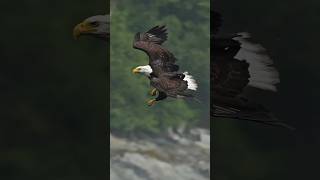 Eagle flys full speed through rain storm grabs a dying fish from the water and swallows it whole [upl. by Loria]