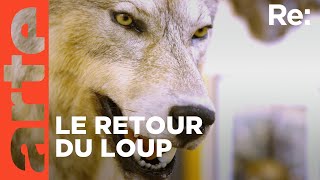 Le loup un animal qui dérange   ARTE Regards [upl. by Folsom365]