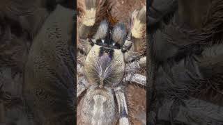 Poecilotheria Formosa tarantula تارانتولا [upl. by Maiah]