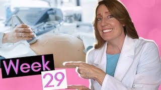 29 Weeks in Months  What to Expect at Week 29 [upl. by Yvonner320]