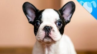 French Bulldog Facts [upl. by Laurence]