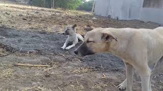 Dog masti  pupis masti Dog masti full Dog masti [upl. by Ardnasac]