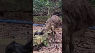 Thirsty Emu shorts nature trending wildlife [upl. by Zebadiah]