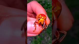 How to remove the wasp nest with gasoline  viralvideo ytshorts facts [upl. by Semreh]