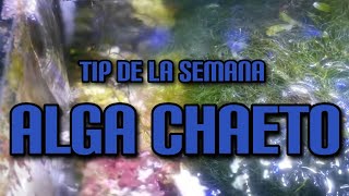 Tip de la Semana Alga Chaeto [upl. by Atekehs]