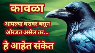 घरात कावळे येणे शुभ की अशुभ शकुन शास्त्रात लपलेयत यामागील संकेत  Crow  Shubh  Ashubh  Sentiment [upl. by Iveson633]