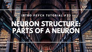 Neuron Structure  Parts of a Neuron Intro Psych Tutorial 23 [upl. by Ahsuas]