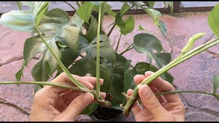 How to propagate Rhaphidophora tetrasperma mini monstera  water vs moss experiment [upl. by Alolomo107]