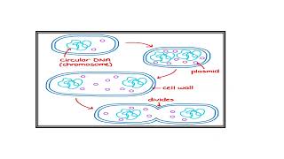 Prokaryotic cells Video No 517 [upl. by France]