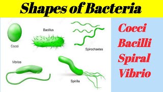 Shapes of Bacteria Cocci  Bacilli spiral  Comma  in detail [upl. by Atsok877]