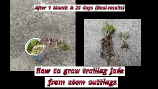 how to grow trailing jade from stem cuttings  propagation of senecio jacobseni from stem cuttings [upl. by Aliam125]