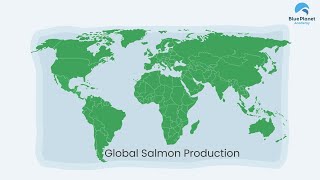 Global Salmon Production [upl. by Hanonew]