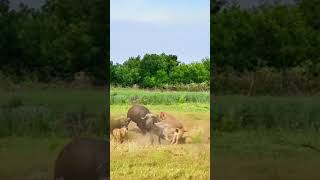 Bison vs Lion this super game is too fierce Animal combat power competition [upl. by Konstanze]