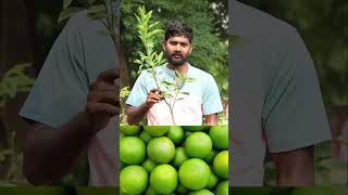 King Batthai Plants  Mosambi Plants  Fruit Plants In Telugu  Ashok Chakra Nursery  Kadiyam Abbai [upl. by Sitruc]